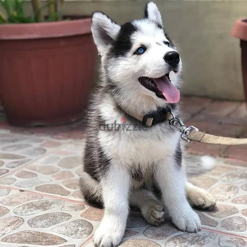 Siberian husky// Whatsapp +966568218820 0