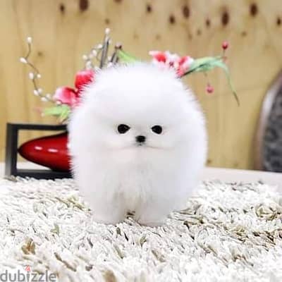 pomeranian