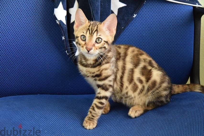 Bengal kitten// Whatsapp+971502618837 0