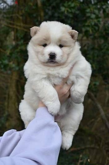 Whatsapp Me +966583921348 Chow Chow Puppies 1