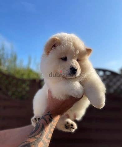 Whatsapp Me +966583921348 Chow Chow Puppies 1