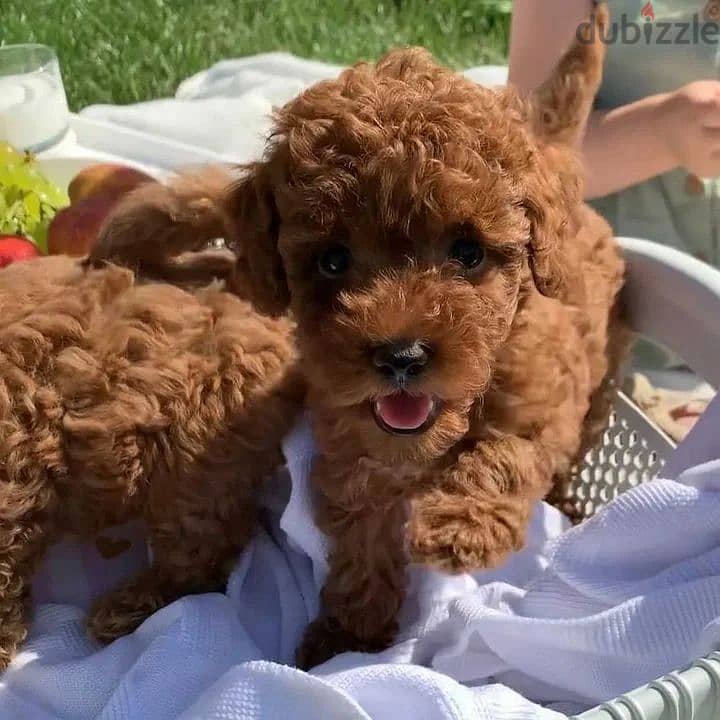 Whatsapp Me +972555074990 Toy Poodle Puppies 1