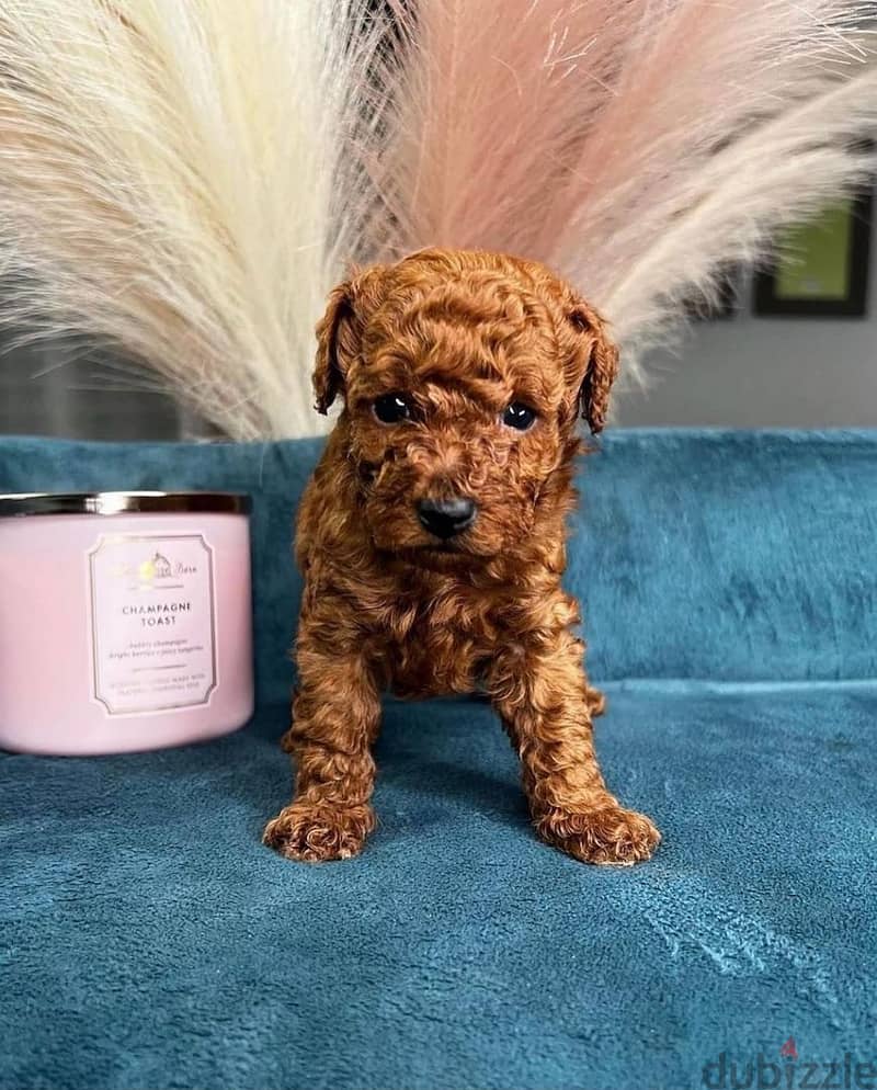 Whatsapp Me +972555074990 Toy Poodle Puppies 1