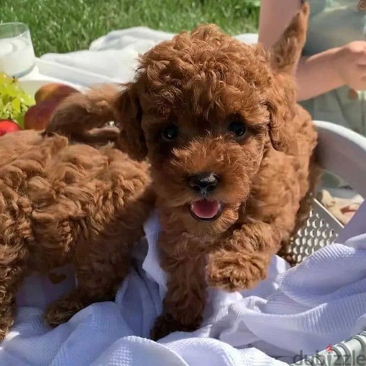 Whatsapp Me +966583921348 Toy Poodle Puppies 1