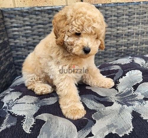 Whatsapp Me +972555074990 Toy Poodle Puppies 0