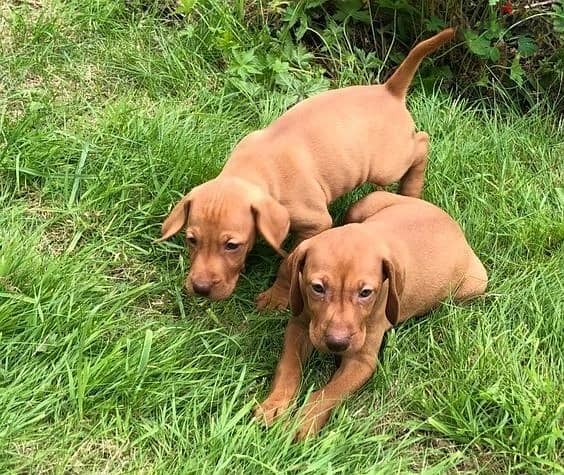 Whatsapp Me +966588993320 Hungarian Vizsla Puppies 0