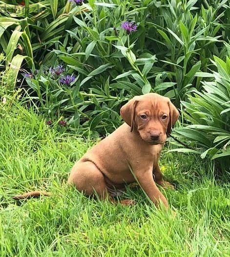 Whatsapp Me +966588993320 Hungarian Vizsla Puppies 0