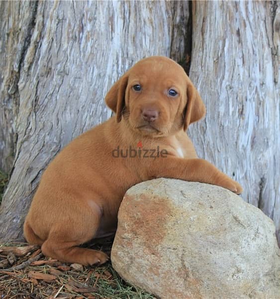 Whatsapp Me +966588993320 Hungarian Vizsla Puppies 1