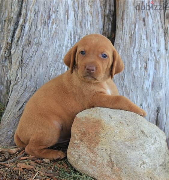 Whatsapp Me +966588993320 Hungarian Vizsla Puppies 0