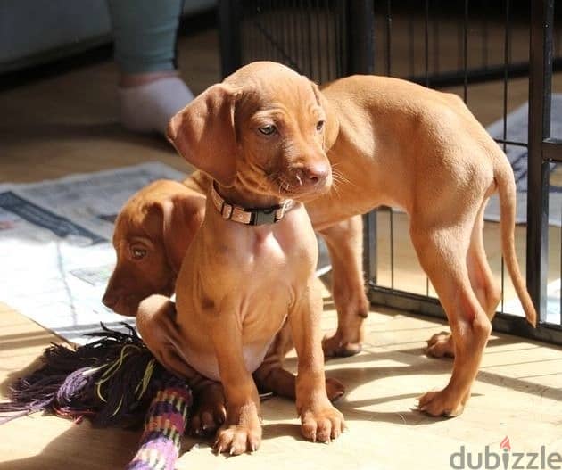 Whatsapp Me +966588993320 Hungarian Vizsla Puppies 1