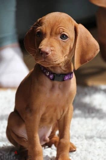 Whatsapp Me +966588993320 Hungarian Vizsla Puppies 1