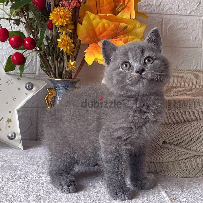 BRITISH SCOTTISH FOLD CATS 0