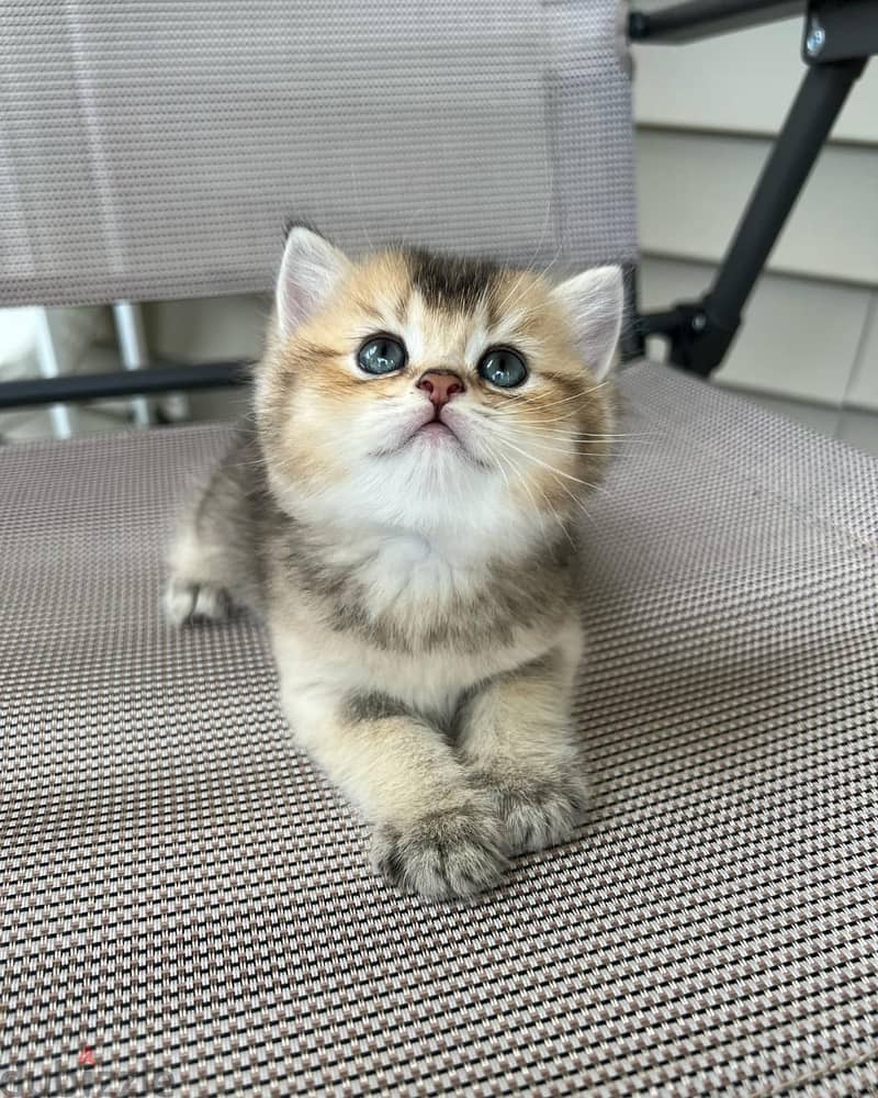 BRITISH SCOTTISH FOLD CATS 1