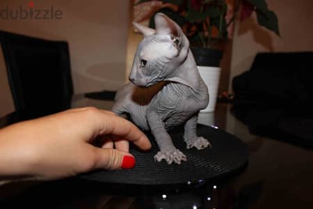 Sphynx