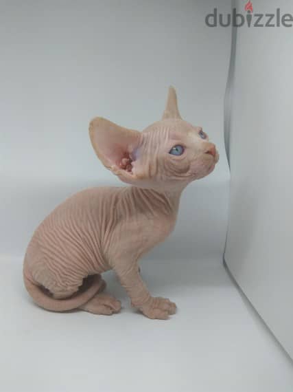 Sphynx Kittens Available Now 1