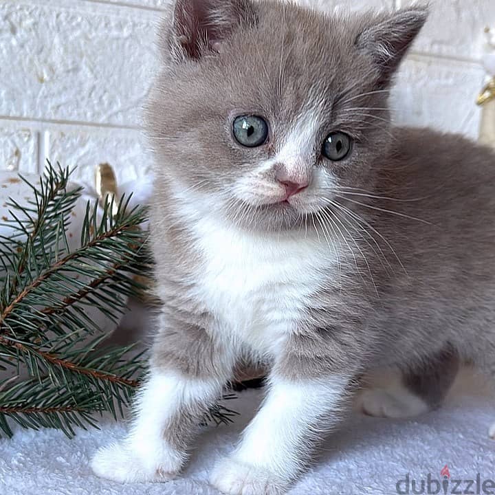 British shorthair kittens for re-homing 1