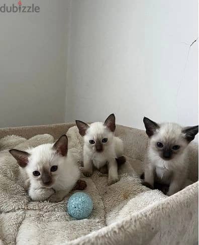 Whatsapp Me +966583921348 Siamese Cats 0