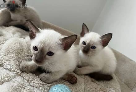 Whatsapp Me +966583921348 Siamese Cats