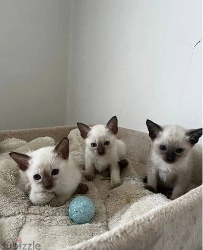 Whatsapp Me +966583921348 Siamese Cats 1