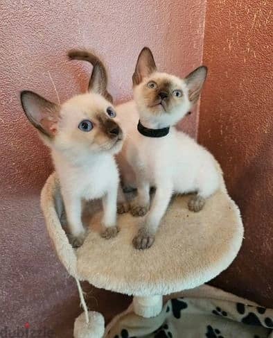 Whatsapp Me +966583921348 Siamese Cats 0