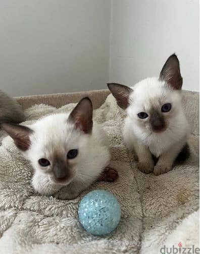 Whatsapp Me +966583921348 Siamese Cats 1