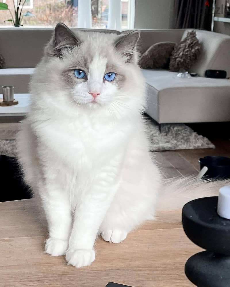 Whatsapp Me +966588993320 Ragdoll Cats 1