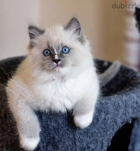 Whatsapp Me +966588993320 Ragdoll Cats 1