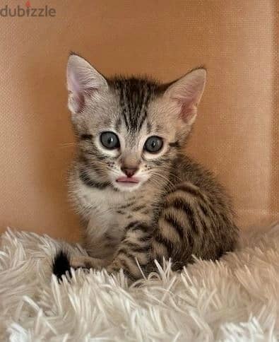 Whatsapp Me +972555074990 Bengal Cats 1