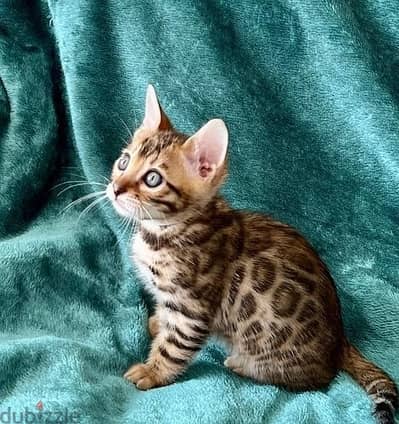 Whatsapp Me +972555074990 Bengal Cats