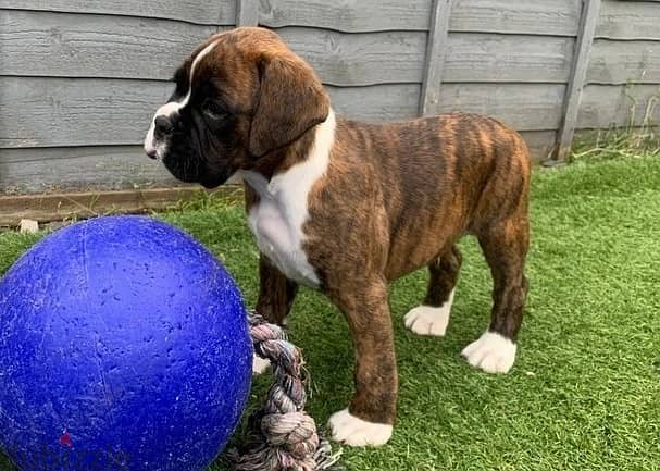 Whatsapp Me +966588993320 Boxer Puppies 1