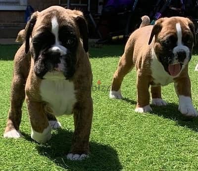 Whatsapp Me +966588993320 Boxer Puppies