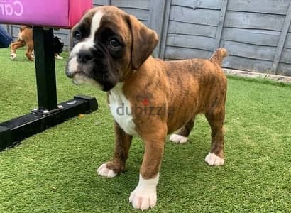 Whatsapp Me +966588993320 Boxer Puppies