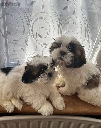 Whatsapp Me +966588993320 Shih Tzu Puppies 1