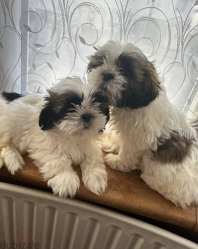 Whatsapp Me +966588993320 Shih Tzu Puppies 0