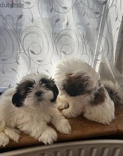 Whatsapp Me +966588993320 Shih Tzu Puppies 1