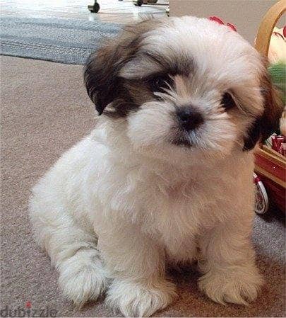 Whatsapp Me +966588993320 Shih Tzu Puppies 0