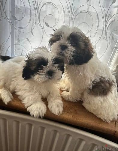 Whatsapp Me +966588993320 Shih Tzu Puppies 1