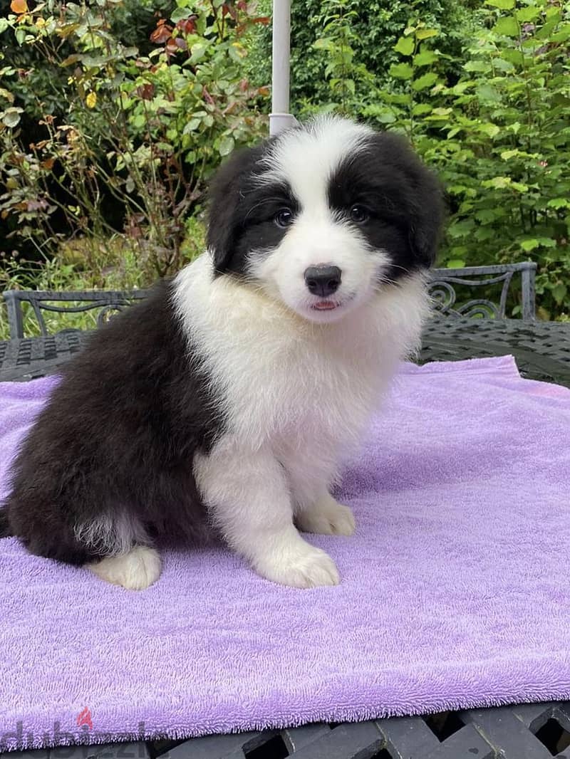 Whatsapp Me +972555074990 Border Collie Puppies 1