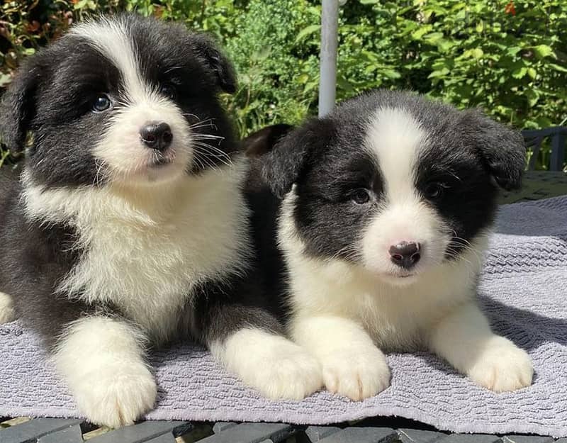 Whatsapp Me +972555074990 Border Collie Puppies 0