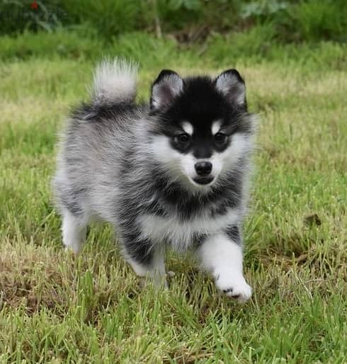 Whatsapp Me +966583921348 Pomsky Puppies 1