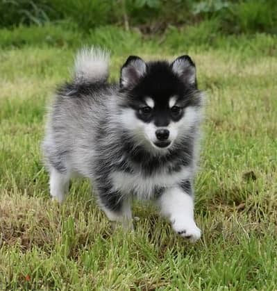 Whatsapp Me +966583921348 Pomsky Puppies