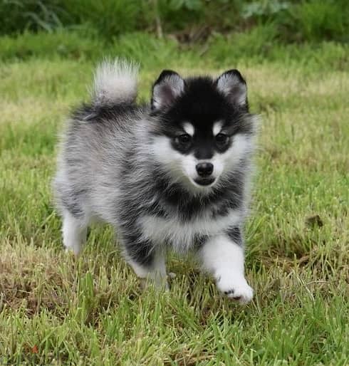 Whatsapp Me +966583921348 Pomsky Puppies 0