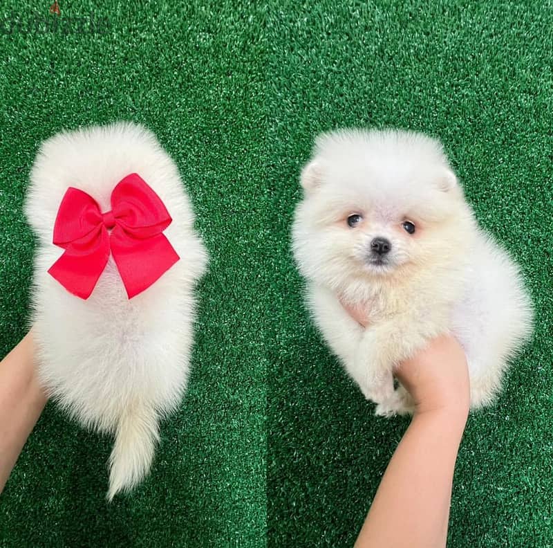 White Mini Pom for sale . WhatsApp me ‪ +1 (484) 718‑9164‬ 1