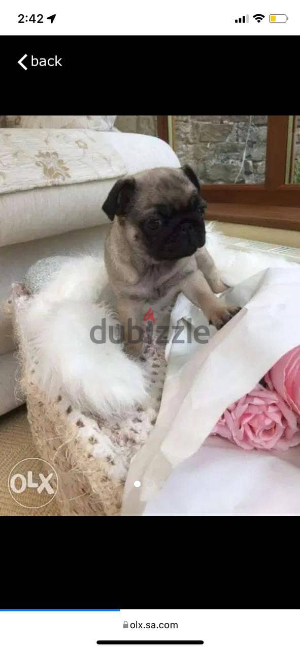 Female Pug for sale. WhatsApp me ‪ +1 (484) 718‑9164‬ 0