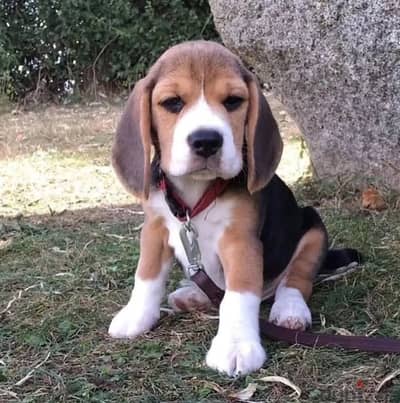 Beagle