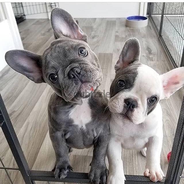 French bulldog// WhatsApp +97455937699 0