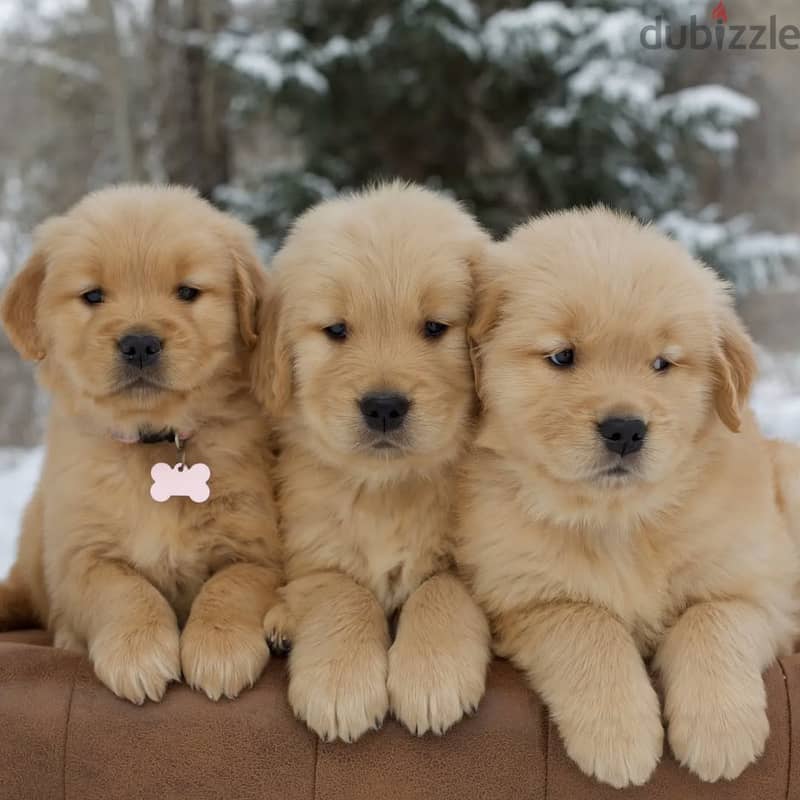 Golden Retriever// WhatsApp +97455937699 0