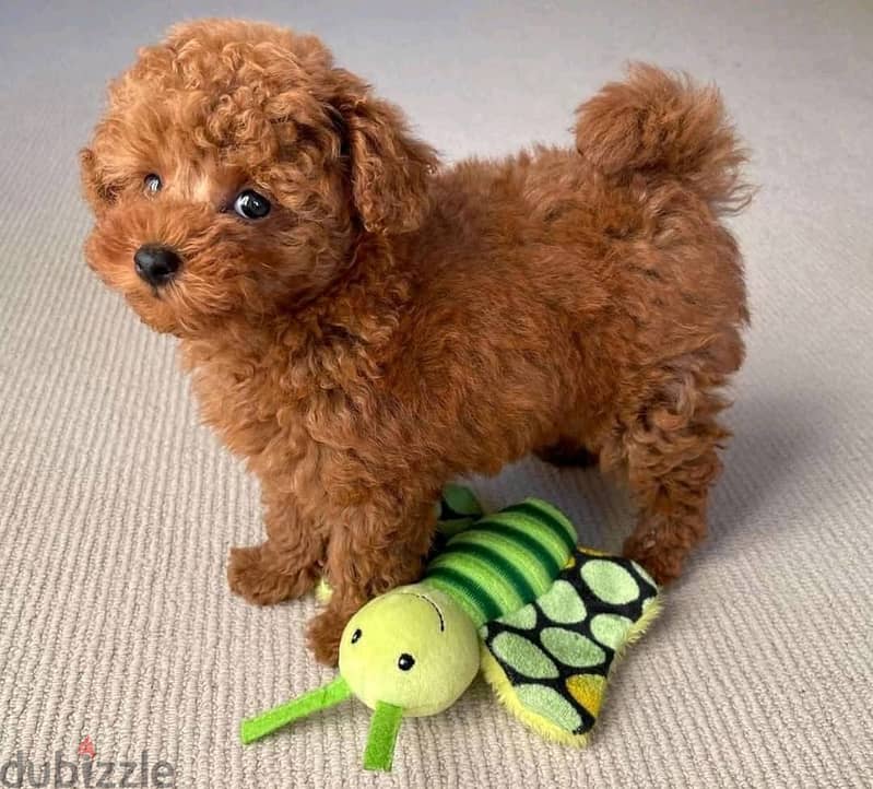 Toy poodle puppies 0