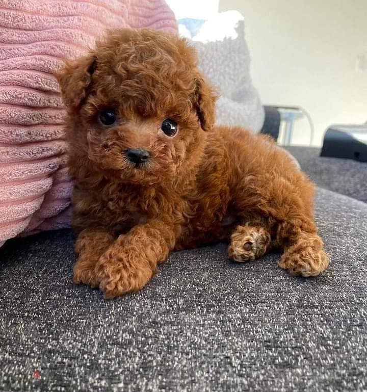 Toy poodle puppies 1