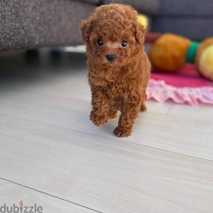 Toy poodle puppies 2